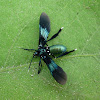 Southern Cyan Tiger Moth