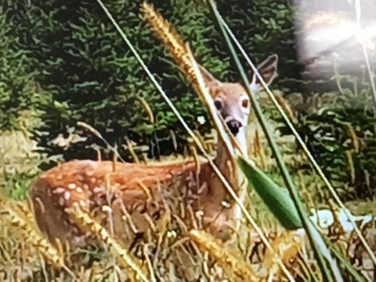 White tail deer