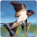 Cover Image of Download Bird Live Wallpaper 1.0 APK