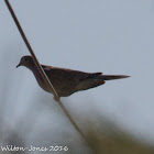 Collared Dove; Tórtola Turca