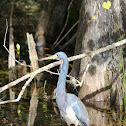 Tricolored heron (adult)