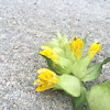 Yellow rattle or cockscomb