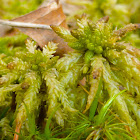 Sphagnum Moss