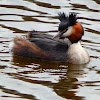 Great crested grebe