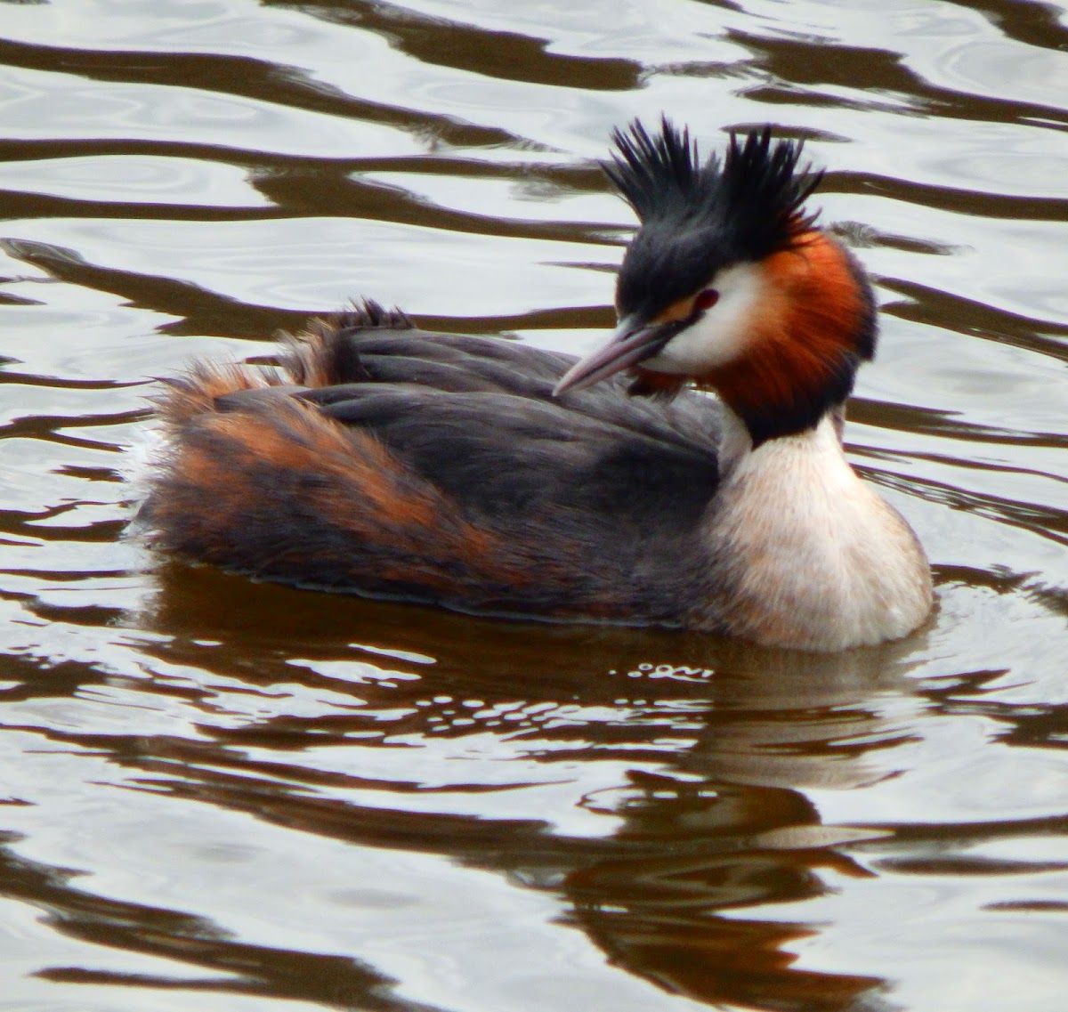 Great crested grebe