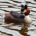 Great crested grebe