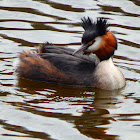 Great crested grebe