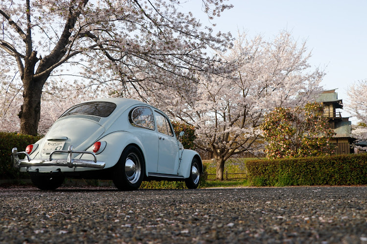 タイプⅠ　ビートルのロクナナ・ビートルタイプ1・空冷vw・桜と愛車・キャルルックに関するカスタム事例の投稿画像2枚目