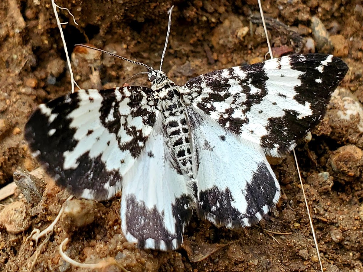 White-banded Black