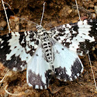 White-banded Black