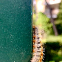 pine processionary caterpillar