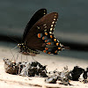 Spicebush Swallowtail