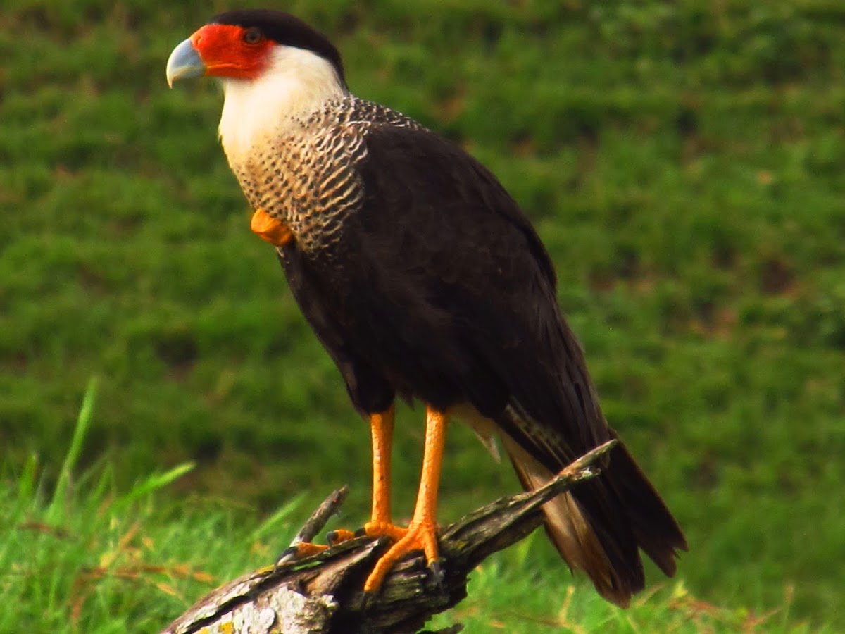 caracara cheriway