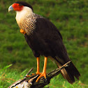 caracara cheriway