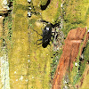 Japanese darkling beetle Plesiophthalmus nigrocyaneus