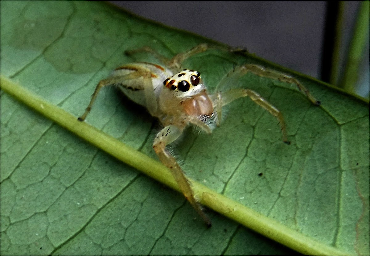 Two-striped Telamonia