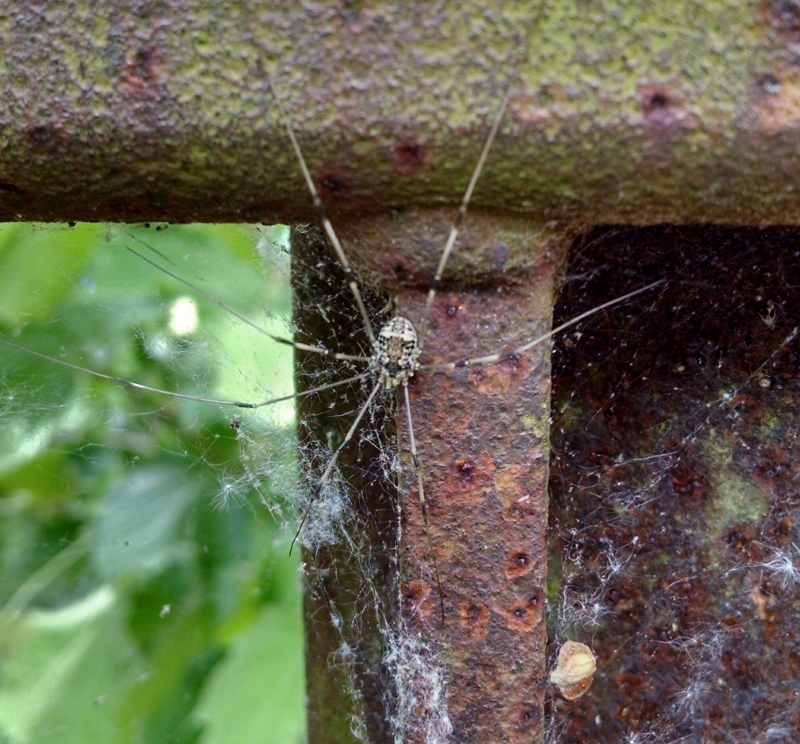 Striped Harvestman (immature)