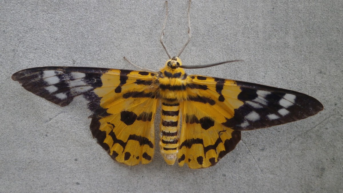 Geometrid Moth