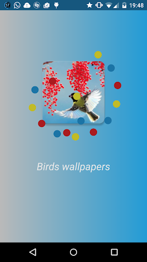 Birds wallpapers