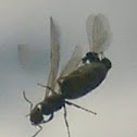 Flying insect