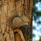 Eastern gray squirrel