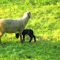 Mother and son di 