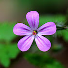 Herb-Robert