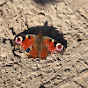 European Peacock Butterfly