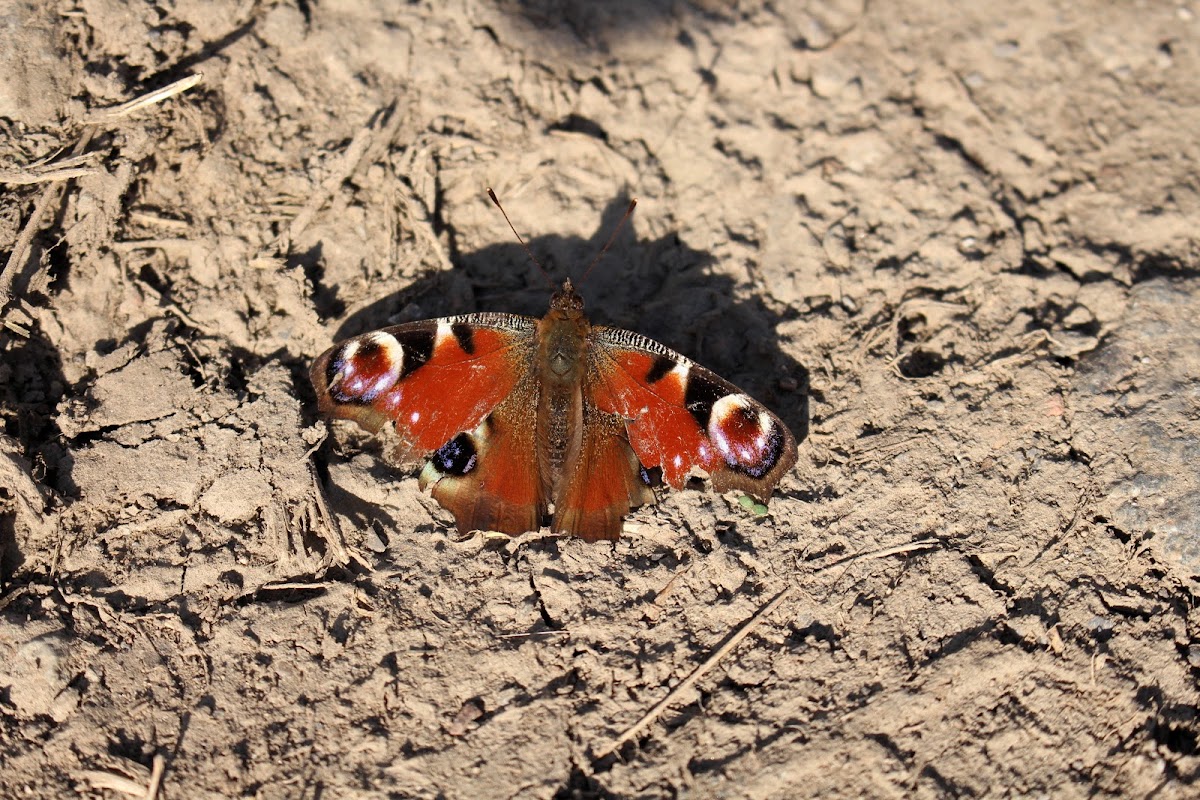 European Peacock Butterfly