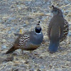 California Quail ( Male and female)