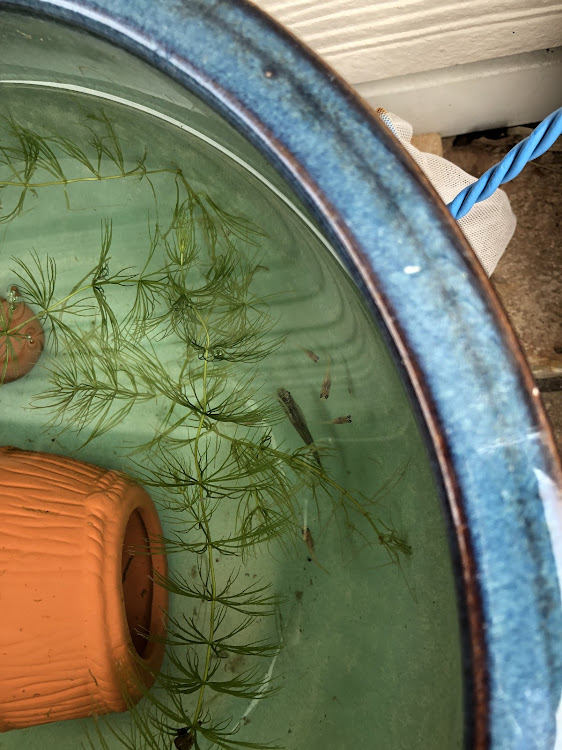 X1の洗車・カントリー雑貨・メダカ・モンスト・ヤババババーンに関するカスタム事例の投稿画像4枚目