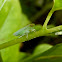 Leafhopper