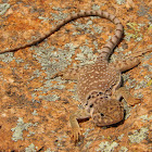 Common Collared Lizard