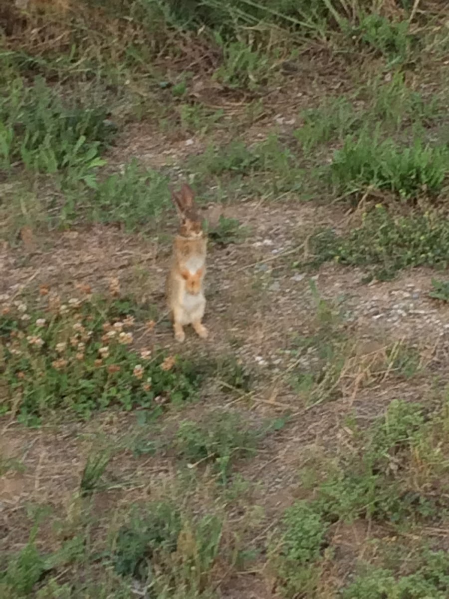 Eastern Cottontail Rabbit