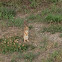 Eastern Cottontail Rabbit