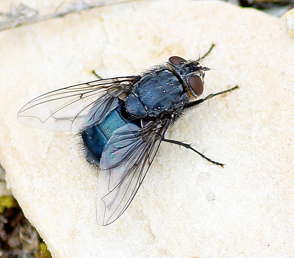 Blue Bottle Fly