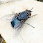 Blue Bottle Fly