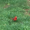 Northern Cardinal