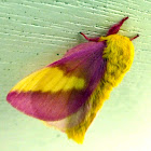 Rosy Maple Moth