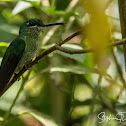 Green-crowned Brilliant Hummingbird