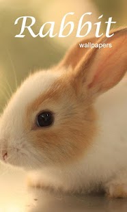 How to download Cute Rabbit wallpapers 1.1.5 apk for android