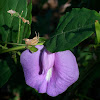 Spurred Butterfly Pea