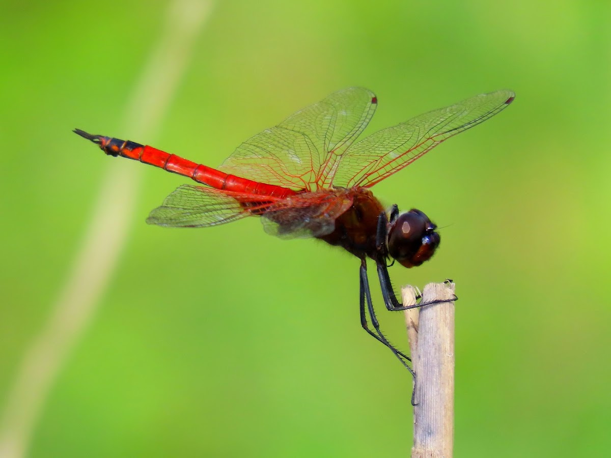 Saddlebag Glider