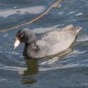 American Coot