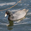 American Coot