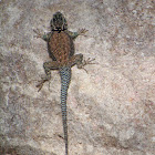 Yarrow's Spiny Lizard