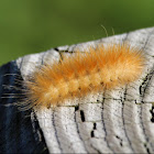 Yellow Woolly Bear Caterpillar / Virginia Tiger Moth
