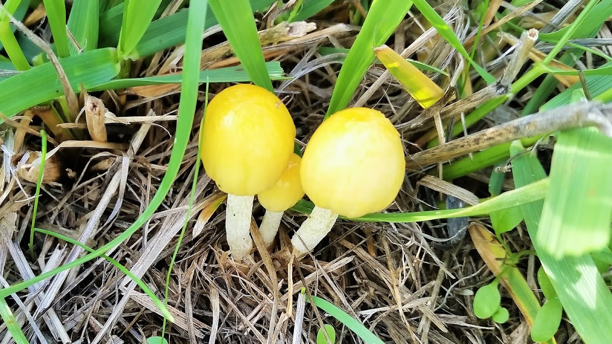 Yellow Fieldcap