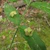 American Strawberry-bush