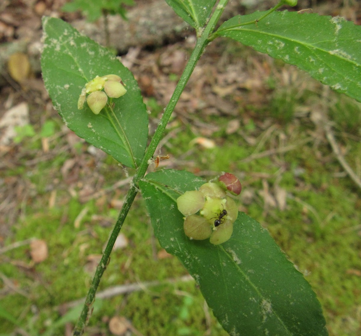 American Strawberry-bush